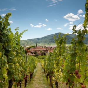 Proef de Elzas Geniet van de wijngaarden in de Elzas met FOSSA Reizen