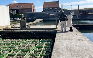 yerseke oesterputten