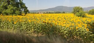 IMG 20250702 WA0051